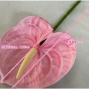 梅春小号红掌 (1)