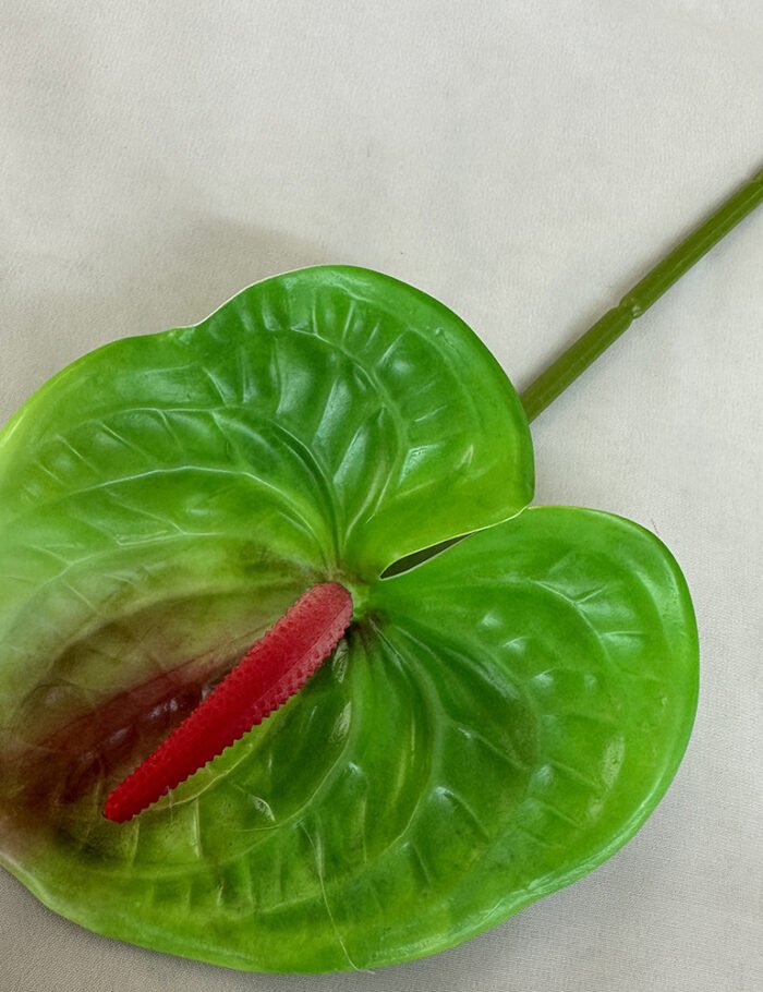 梅春小号红掌 (10)