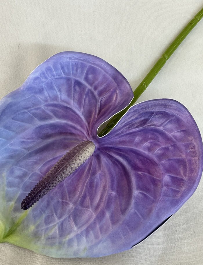 梅春小号红掌 (11)