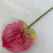 梅春小号红掌 (12)