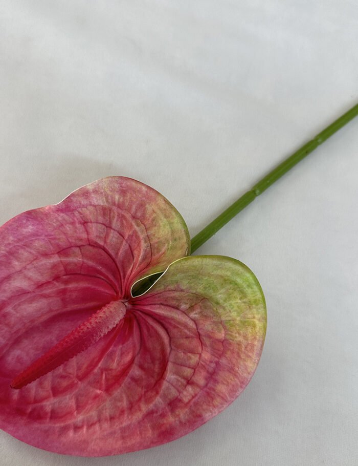 梅春小号红掌 (12)