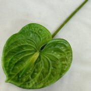 梅春小号红掌 (14)