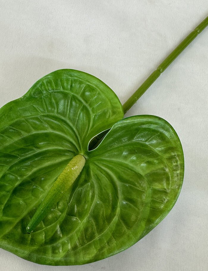 梅春小号红掌 (14)