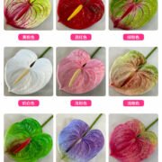 梅春小号红掌 (2)