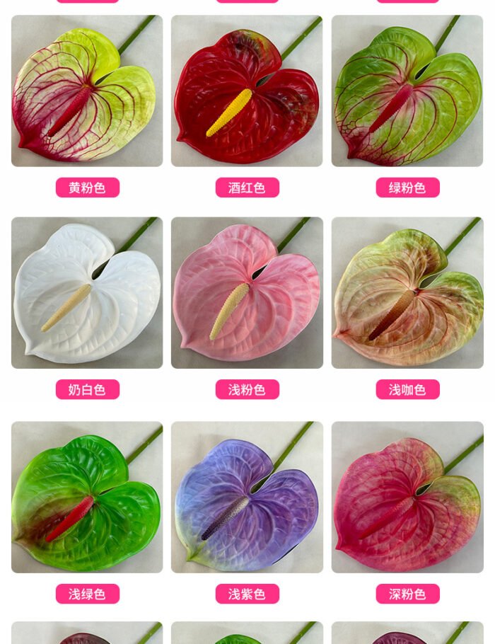 梅春小号红掌 (2)