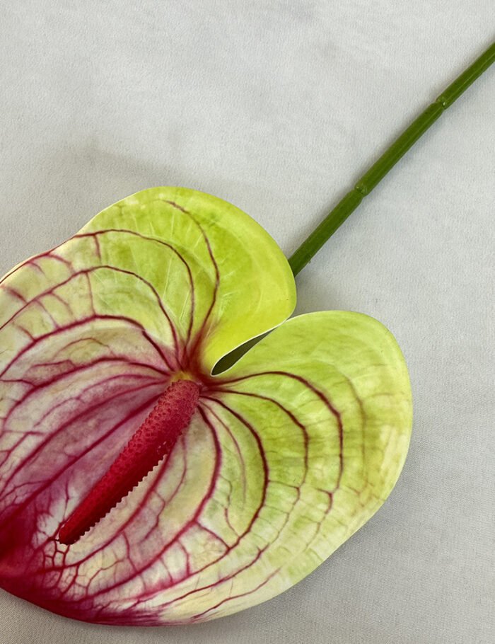 梅春小号红掌 (6)