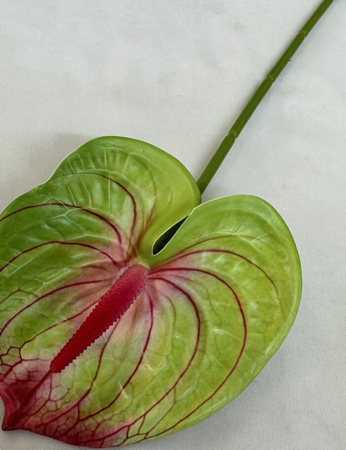 梅春小号红掌 (7)