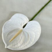 梅春小号红掌 (8)