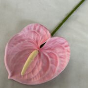 梅春小号红掌 (9)