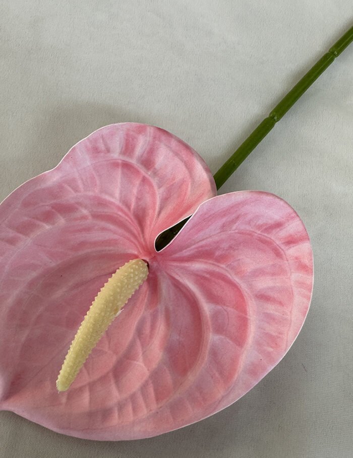 梅春小号红掌 (9)