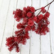 雪梨毛绒草 (10)