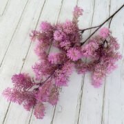 雪梨毛绒草 (11)