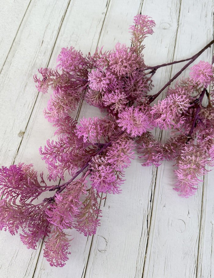 雪梨毛绒草 (11)