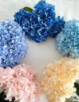Hydrangea