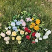 7叉开心玫瑰 (1)