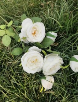 Long Stem 7 heads Kaixin Rose Branch