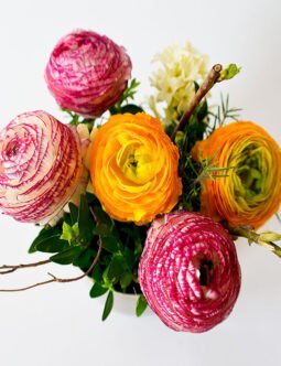 Ranunculus
