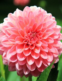 Dahlia