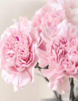 Carnations