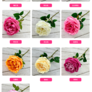 单只奥斯丁玫瑰 (1)