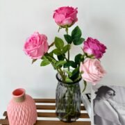 单只奥斯丁玫瑰 (3)