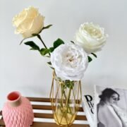 单只奥斯丁玫瑰 (4)