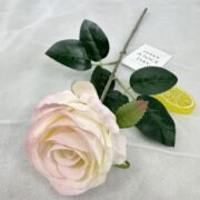 单支艾莎玫瑰 (1)