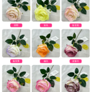 单支艾莎玫瑰 (1)