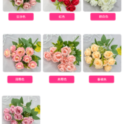 小把奥斯丁玫瑰 (2)