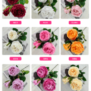 梅园三头奥斯丁玫瑰 (1)