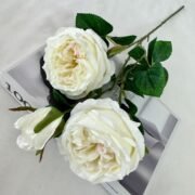 梅园三头奥斯丁玫瑰 (2)