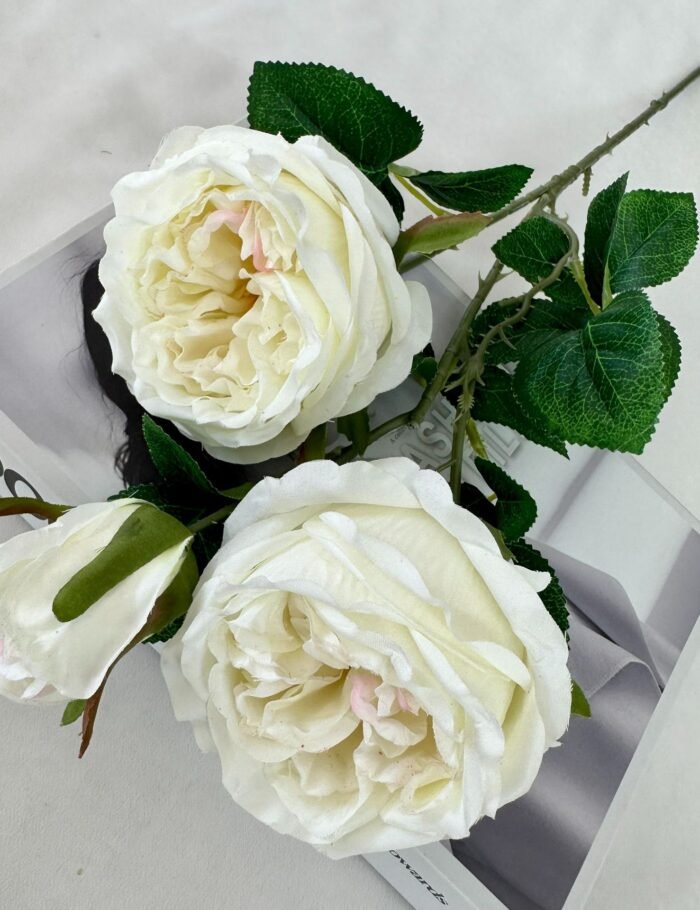 梅园三头奥斯丁玫瑰 (2)