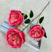 梅艺3头奥斯丁玫瑰 (3)