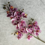 3D打印21头蝴蝶兰 (5)