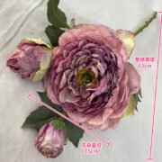 3头焦边富贵牡丹 (5)