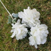 3头牡丹芍药2号 (2)