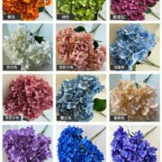 5头法国绣球 (4)