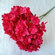 5头法国绣球 (6)