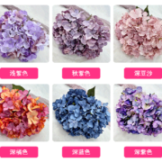 5头秋色英式绣球 (2)