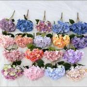 5头秋色英式绣球 (3)