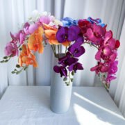 8头桃皮绒蝴蝶兰 (1)