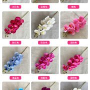 8头桃皮绒蝴蝶兰 (6)