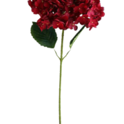 单只罗曼绣球 (1)