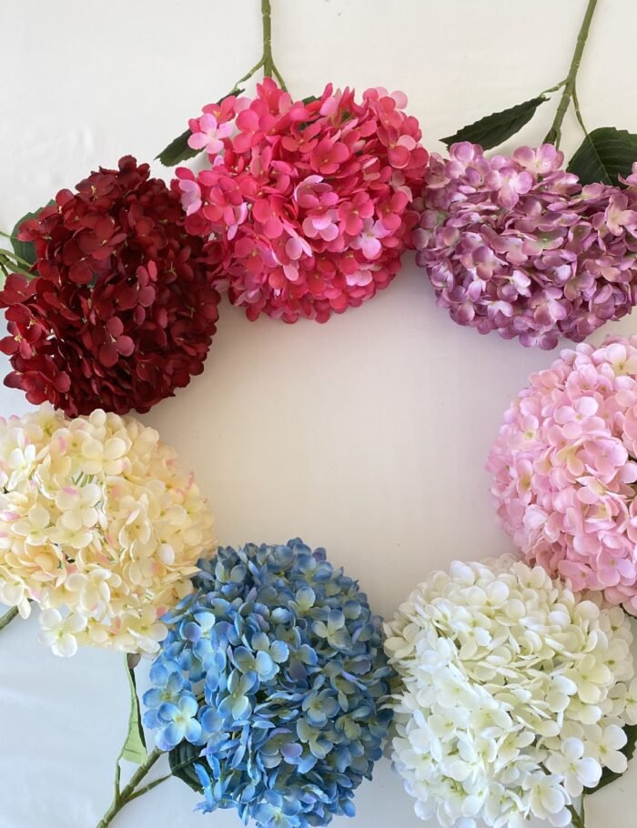 单只罗曼绣球 (1)