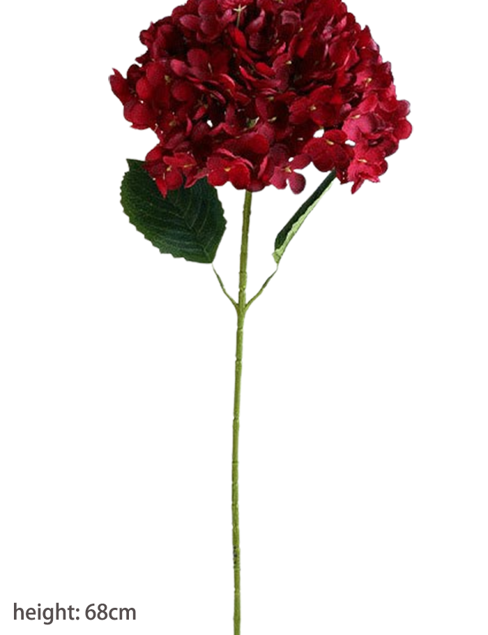 单只罗曼绣球 (1)