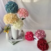 单只罗曼绣球 (2)