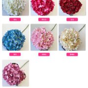 单只罗曼绣球 (3)