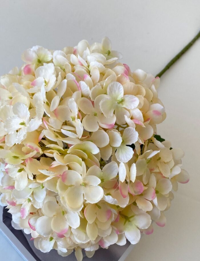 单只罗曼绣球 (5)