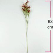 大果软胶满天星 (4)