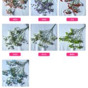 大果软胶满天星 (5)